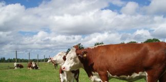cattle