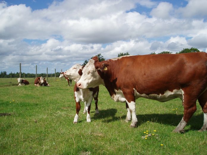 cattle cattle
