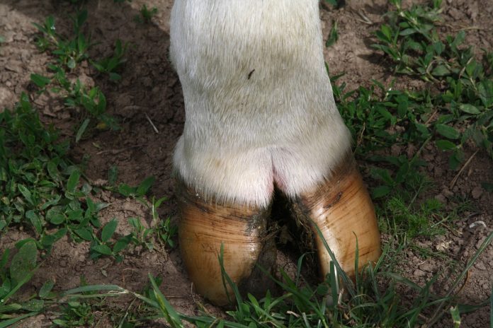 cow-1037470_1280