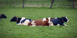 cows