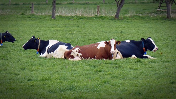 cows cows