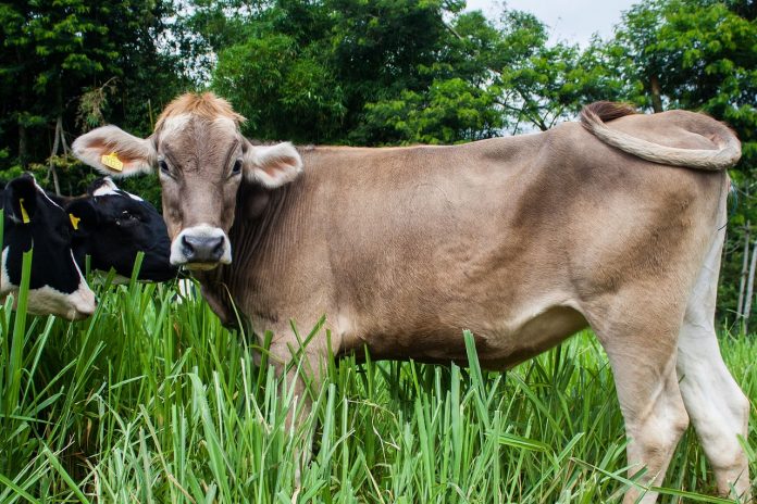 cow-1825093_1280