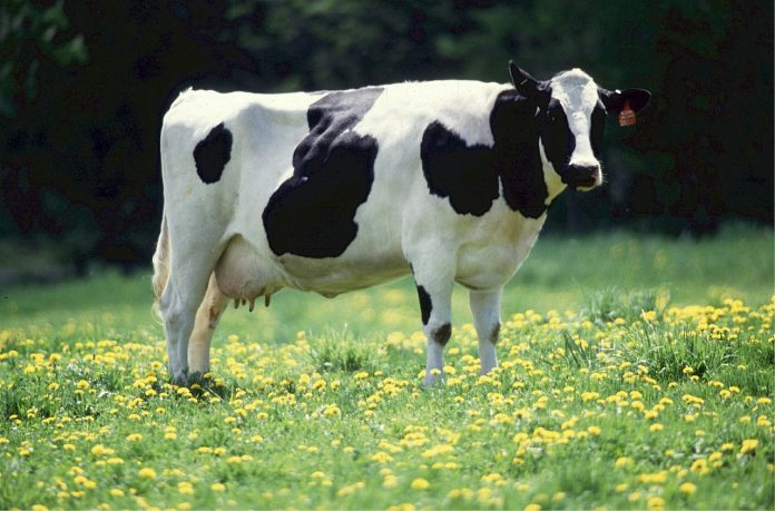 Dairy cow. Dairy cow.