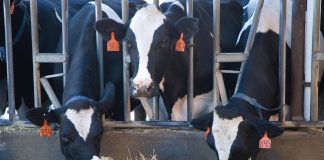 cows