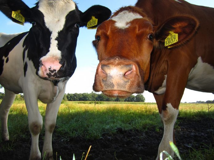 farm-1125870_1280