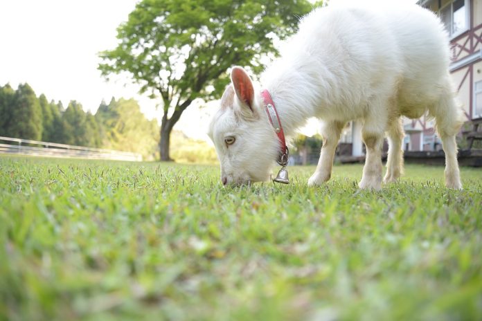 goat-786722_1280