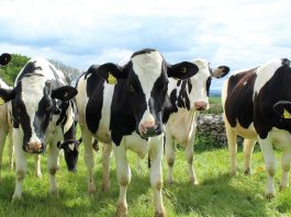 holstein cattle