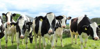 holstein cattle