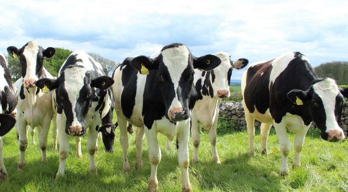 holstein cattle holstein cattle
