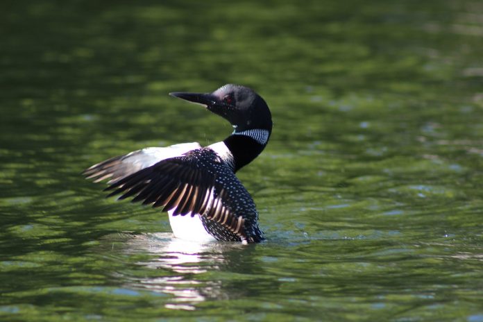 loon-1543596_1280