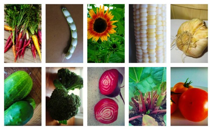 plant family banner