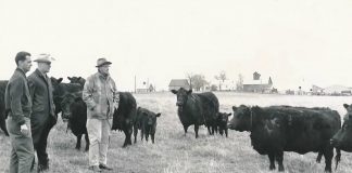 rentz angus award