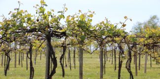Troutman Vineyards