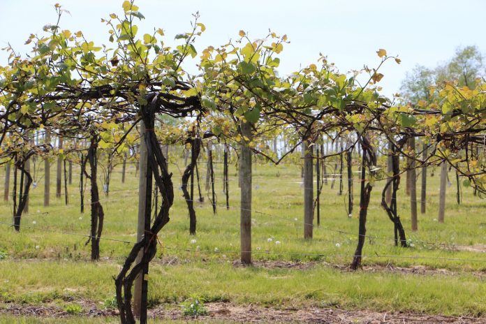 troutmans vineyard Troutman Vineyards