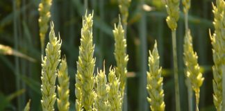wheat