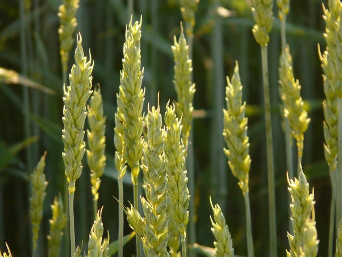 wheat wheat