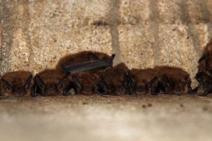 Big_Brown_Bat_(Eptesicus_fuscus)_-_Flickr_-_GregTheBusker