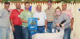 Grand champion lamb