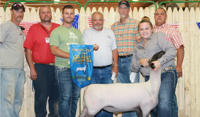 Harrison County Fair Grand Champion Lamb Grand champion lamb