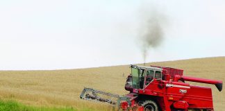 wheat harvest