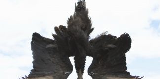 Black vulture effigy