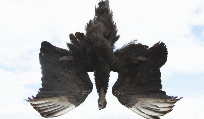 black vulture header Black vulture effigy
