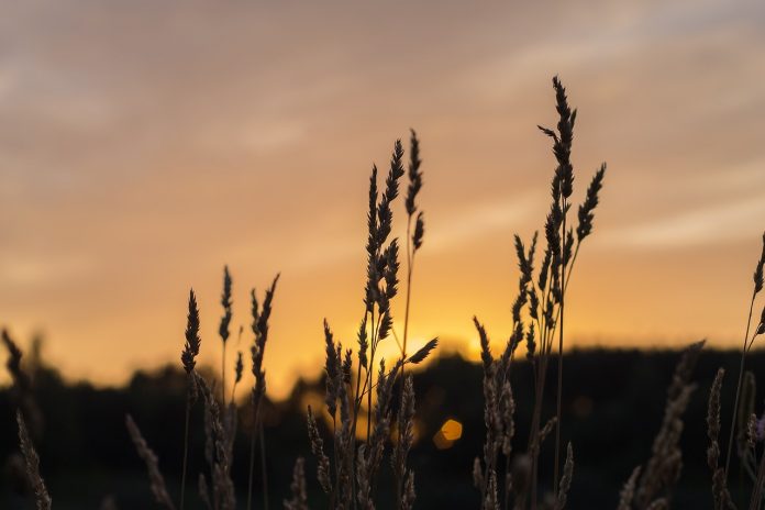 bokeh-1839551_1280