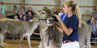 Brown Swiss convention
