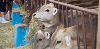 RNR Swiss Brown Swiss heifers