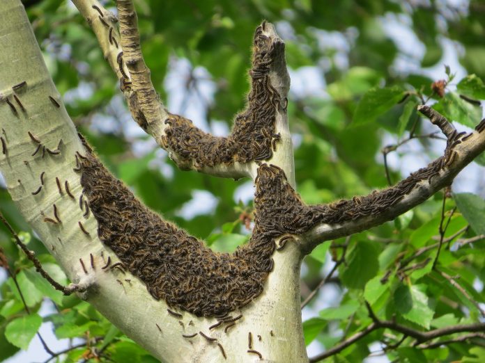 caterpillars-497198_1280