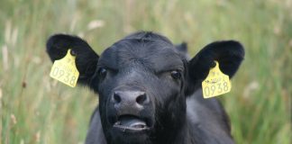 cow