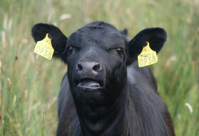 cow cow