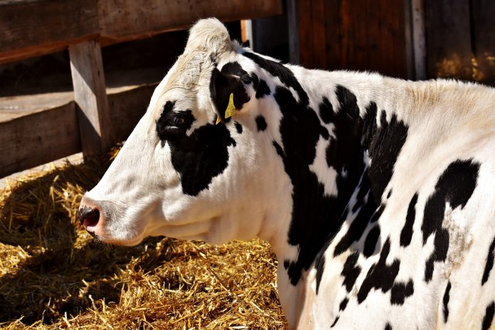 cow-2226194_1280