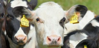 cow