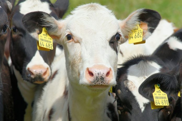 cow cow