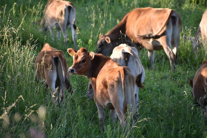 cows-2393602_1280
