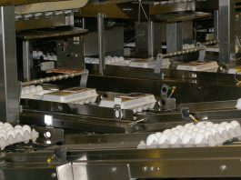eggs on conveyor