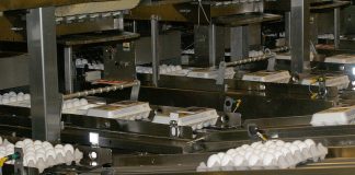 eggs on conveyor