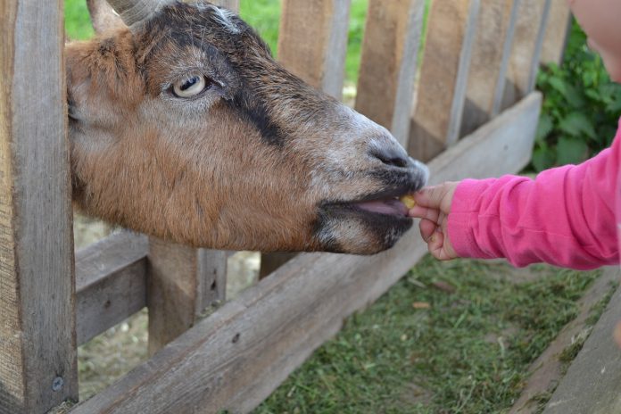 feeding-793277_1280