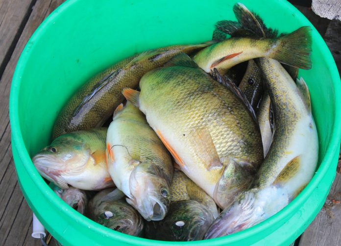 fishing-347377_1280