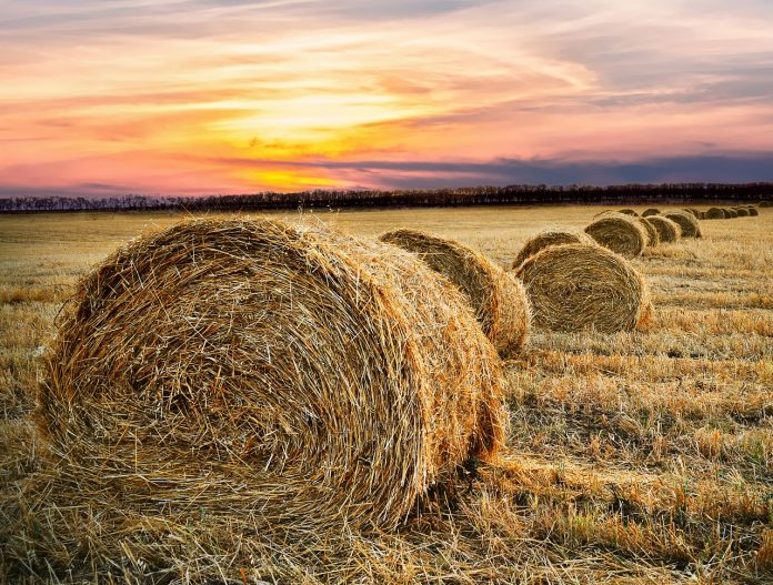 hay-bale-2360078_1280