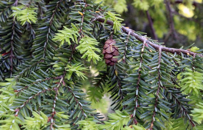 hemlock-1436186_1280