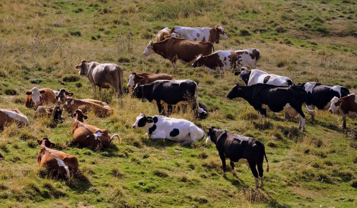 herd-1648134_1280