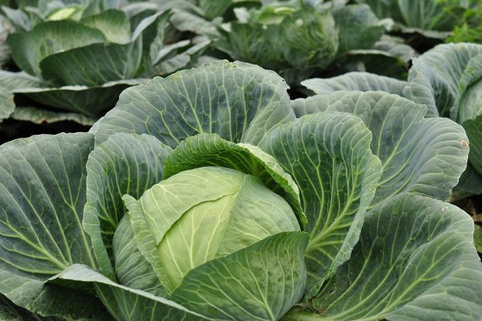 kohl-1498842_1280