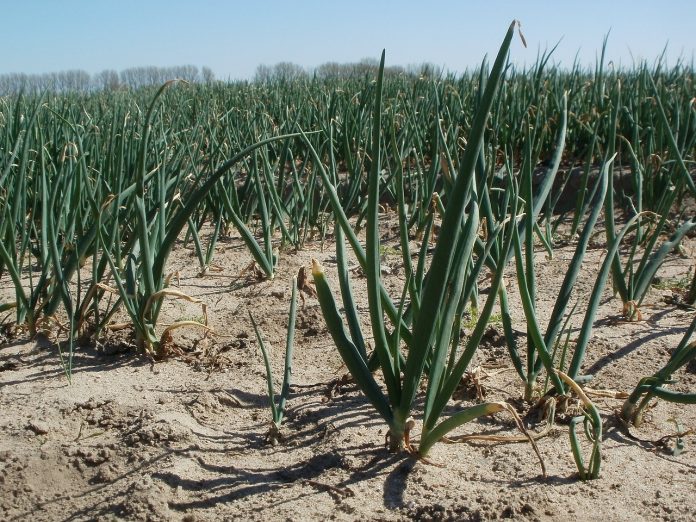 onion-field-839447_1280