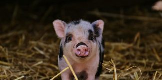 piglet