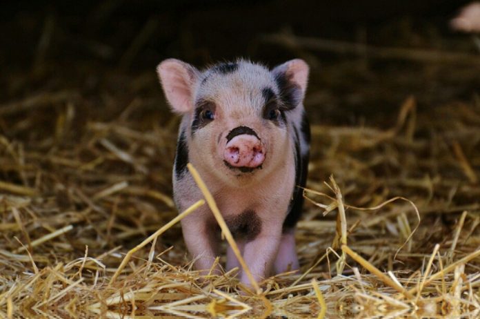 piglet piglet
