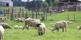 Sheep in field