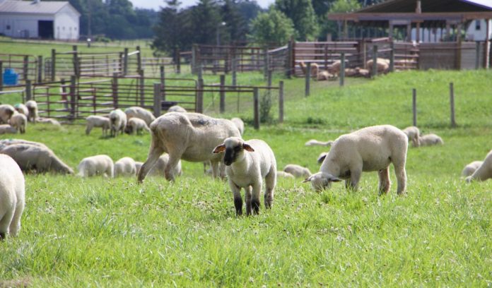 sheep day header Sheep in field
