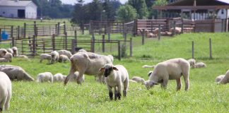 OARDC Sheep
